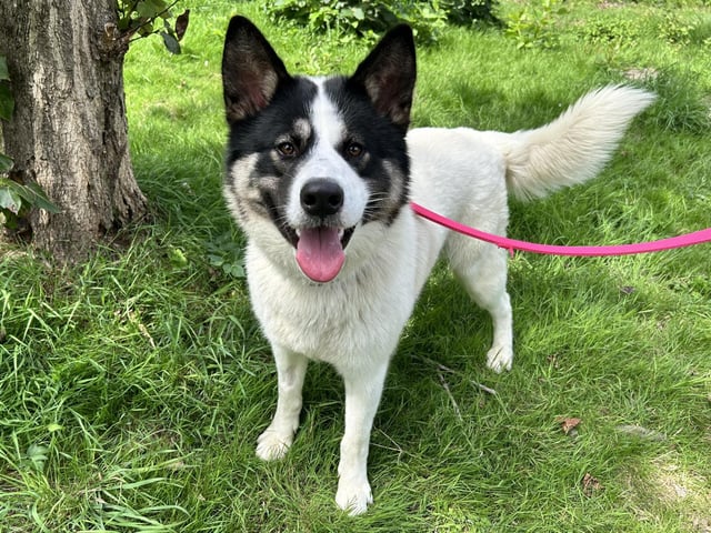 Cooper is a 18-month-old Akita-Husky cross who came to the centre via an an inspector after his previous owner could no longer meet his needs. He is a shy boy when meeting new people so will need a nice patient adopter who will bring out the best in him. Once he has settled and built a bond with you, he is the sweetest, most loving and playful boy you could want. Cooper is a very loyal dog and looks to his handlers to keep him safe when he is in unfamiliar surroundings. He is a fun and playful boy who will make the most wonderful addition to the family.