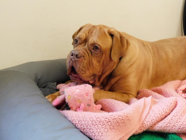 Kiki is an eight-year-old Dogue de Bordeaux who is a very sweet natured girl and came to the centre as an unclaimed stray via the local dog warden. Kiki is the classic gentle giant and she absolutely loves being in the company of her people and would actually sit on your knee if she could. There are three things that mean the most to Kiki and they are snuggles with her family, her soft toys and her food. Kiki has a great big heart so full of love which she is happy to share with you.