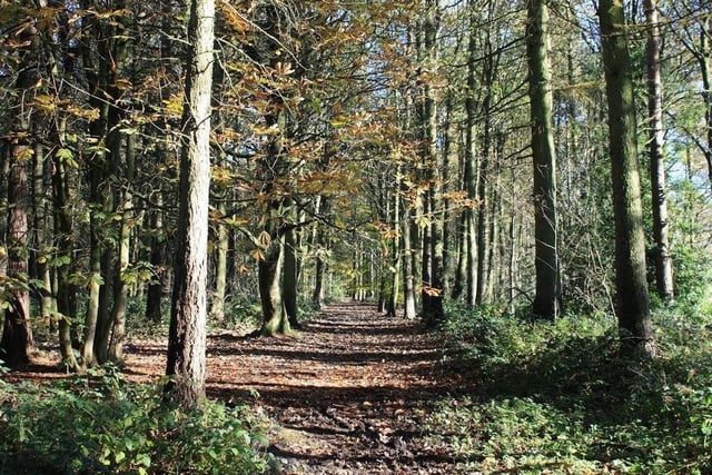 The Pinewoods is approximately 96 acres of semi-natural woodland, one kilometre south west of Harrogate town centre and has plenty of conservational interest.