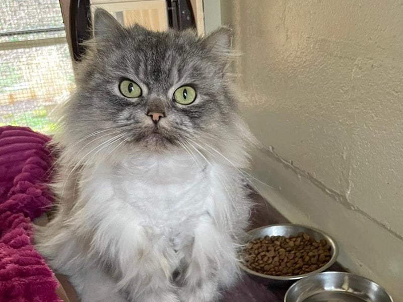 Snowy is a two-year-old domestic long haired who came to the centre as sadly her previous owner could no longer keep her. She is a really sweet girl who just craves attention and as soon as you start to stroke her, she purrs her little head off. Snowy will make the most fantastic addition to the family as she is such a lovely girl.