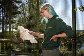 Bird keeper Aby Crake with a pink macaw at the bird garden at Harewood House