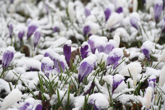The crocuses on the Stray in full bloom covered in a sprinkling of snow