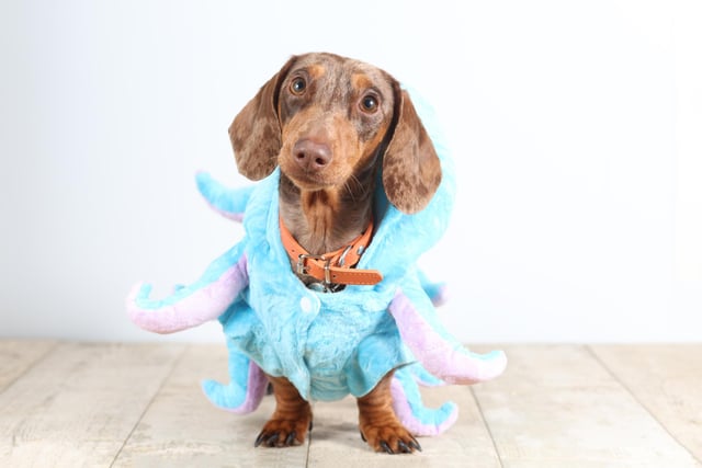 Pictured: A Dachshund dressed in octopus costume.