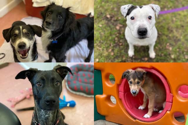 We take a look at 23 dogs that are available for adoption and looking for their forever home at the RSPCA York, Harrogate and District branch