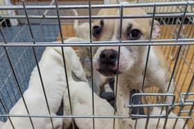 The RSPCA has reported a 73 per cent rise in abandoned dogs and increase in dumped pets across the country