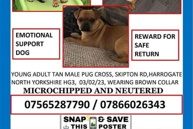 Buddy, an 18-month-old Pug Chihuahua Mix, has been missing from Harrogate for seven days