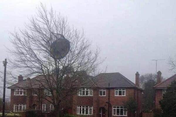 A Harrogate resident spotted a trampoline stuck in a tree outside their house this morning
