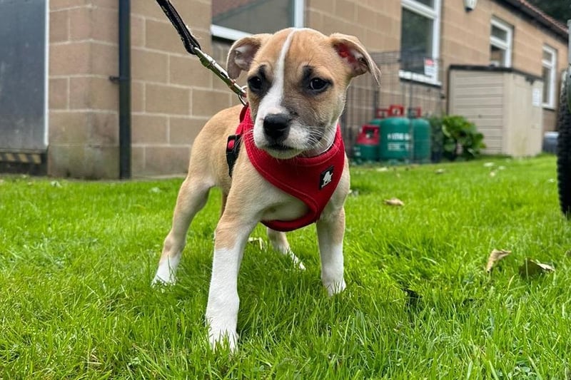 Kelly is an eight-week-old Staffordshire Bull Terrier who is a very sweet little puppy who will make the most fantastic addition to the family. She is everything a little puppy should be - playful, cheeky, happy and most of all very loving.