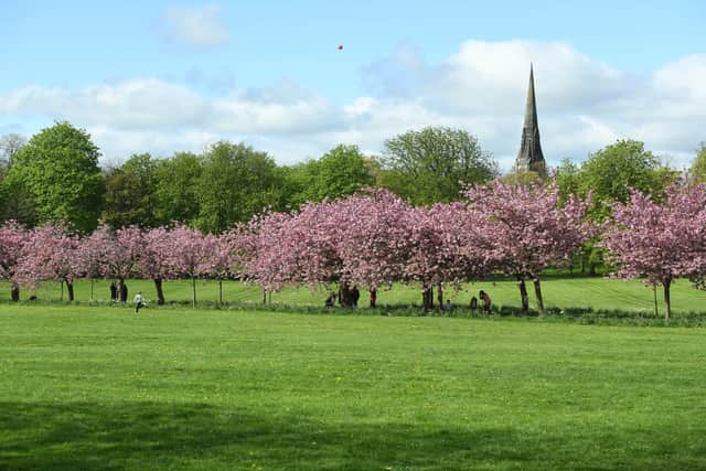 Harrogate is number one for greens and parks in the whole UK - The cherry tree blossom in full bloom on The Stray. (Picture Gerard Binks)
