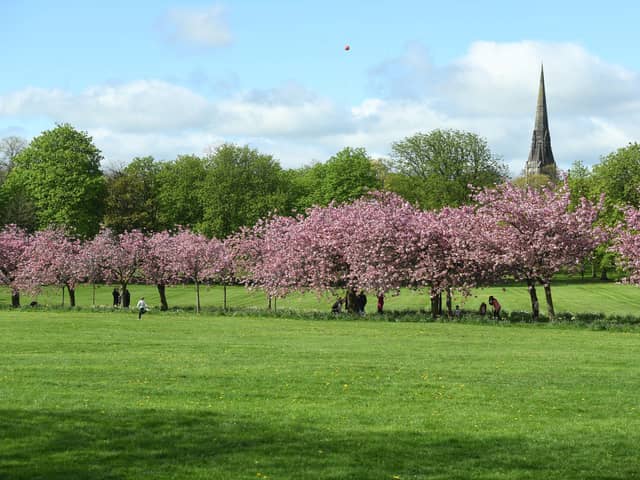 Harrogate is number one for greens and parks in the whole UK - The cherry tree blossom in full bloom on The Stray. (Picture Gerard Binks)