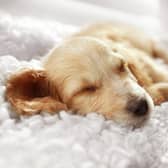 Experts have revealed the benefits of pets sleeping on the bed