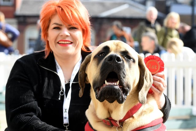 Pictured is winner of the most handsome dog, Freddy the English Mastiff with owner Courtney Addison.