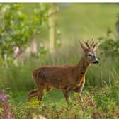 The Fountains Abbey and Studley Royal Circula is a 6.1-km loop trail near Ripon. It is considered an easy route and takes an average of 1h 38 min to complete.