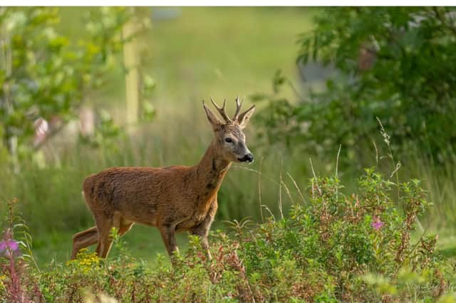 The Fountains Abbey and Studley Royal Circula is a 6.1-km loop trail near Ripon. It is considered an easy route and takes an average of 1h 38 min to complete.