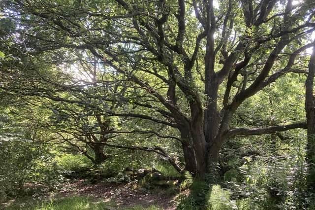 Harrogate Spring Water expansion - Beautiful old oak trees located along an old wall within Rotary Woods at the Pinewoods. (Picture contributed)