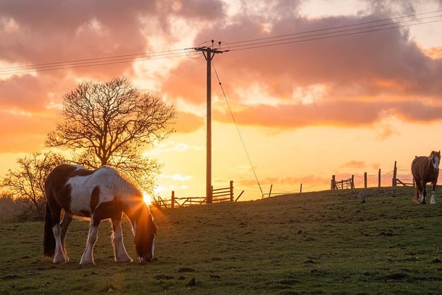 This incredible image was captured near Boroughbridge whilst the sun set over farm horses.