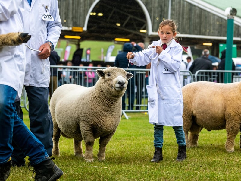 Pippa Welford (aged eight) with her Ryeland sheep on the second day of competition at the show