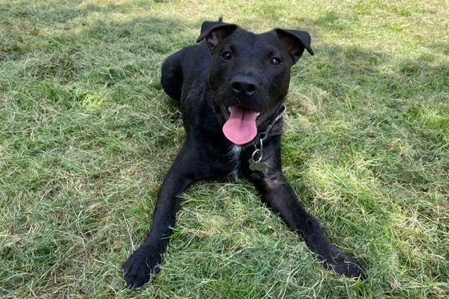 Doug is a 13-month-old Patterdale Terrier who came to the centre via the local stray dog service. Doug was absolutely terrified of everyone and everything when he first arrived at the centre. It is hard to imagine what he could have gone through to warrant such fear. Once Doug had settled and built a bond with one member of staff, he was then slowly introduced to more members of staff, and then volunteers. Doug is now ready to face the big wide world and he is looking forward to exploring with his new family. He can still find new situations a little scary even though he is keen to investigate, so his new family will need to be aware and keep him safe. Doug is a super intelligent dog with so much potential to be the most wonderful, fun filled and loving best friend.