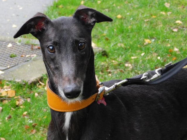 Wilma is a four-year-old Greyhound who has had quite a rough life up to now so she is now looking for her own family who will love and cherish her for the rest of her life. Wilma is an extremely affectionate girl who absolutely loves all the fuss and attention she can get. All she asks for is a comfy sofa to share with you, good food and endless affection.