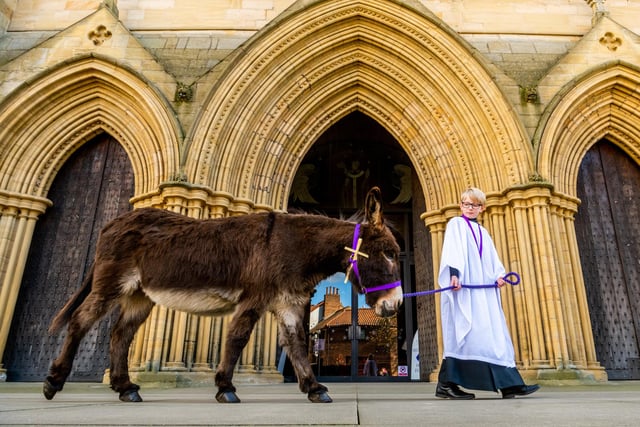 Chorister Xander Galloway-Gee, 12, walks with the Lily the donkey in front of Ripon Cathedral on Palm Sunday
