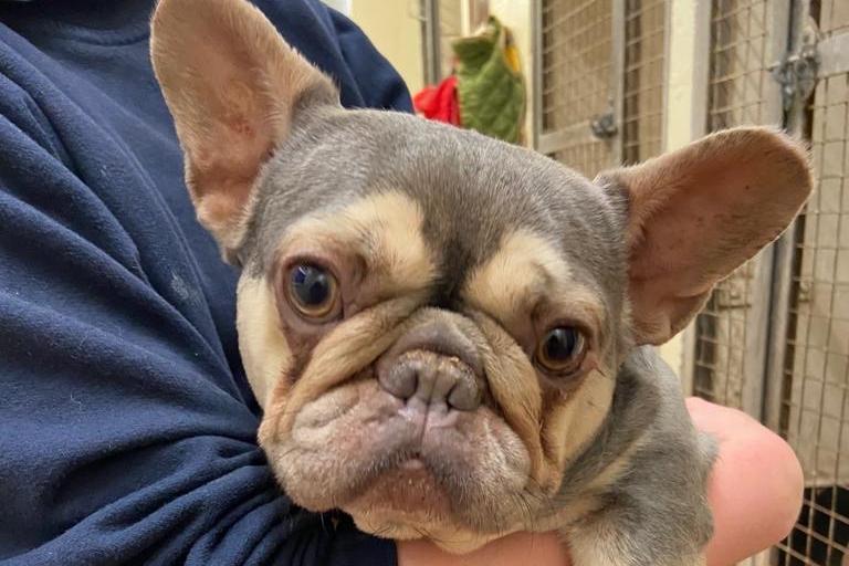 Ivy is two-year-old French Bulldog who is a very sweet natured girl that came to the centre via an inspector after her needs were not getting met. She is a shy girl who can be quite unsure of the outside to begin with but once she has built up her confidence, she does start to enjoy herself and comes out of her shell. Ivy has led quite a sheltered life up to now so has lots of making up to do.