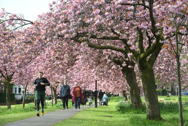 People enjoying a stroll (or a run) amongst the cherry blossom trees on the Stray