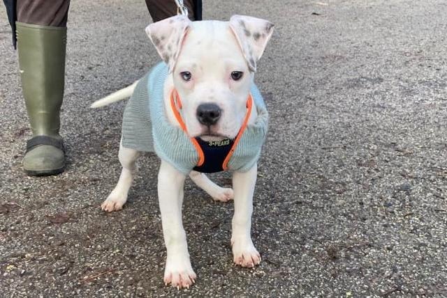 Tig is a five-month-old American Bulldog who came to the centre via an inspector after being found abandoned with his siblings. Tig is a very sweet natured boy who loves to be with people and is a typical young puppy with bags of energy and lots of love. He has never experienced life in a home so he has so much to learn about life. He will need adopters who have time and patience to help him learn what life is all about.