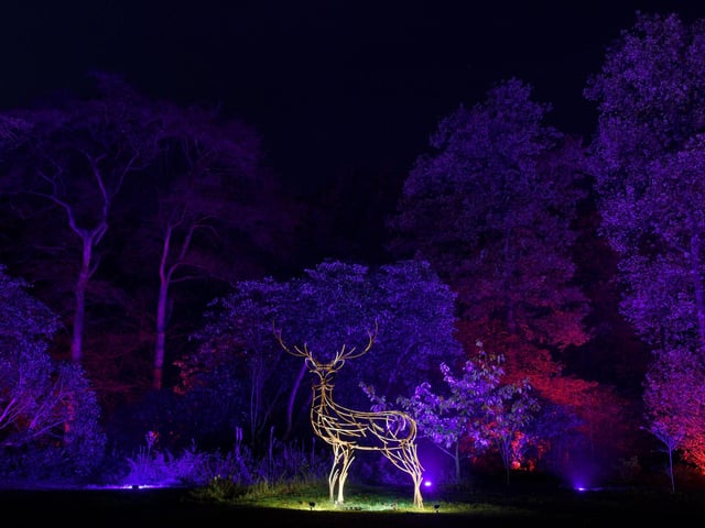 Winter illuminations have returned to RHS Harlow Carr.