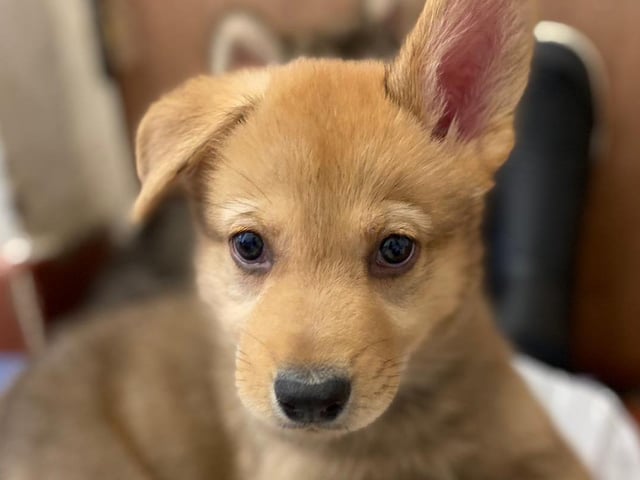 Jonny is a nine-week-old German Shepherd Cross who came to the centre via an inspector with his brothers after their needs were not getting met. Jonny is a lovely, cheeky, playful and friendly puppy who will grow up to be a large breed dog. He is looking for adopters who are at home most of the time while he is still so young.