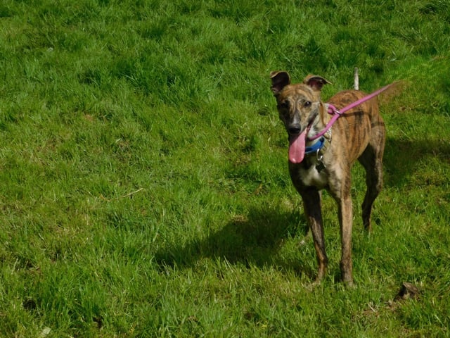 April is a two-year-old Lurcher who came to the centre as an unclaimed stray via the local dog warden. She is a very sweet natured, friendly and confident girl who is full of energy. April loves to live life to the max and will bring a smile to your face. Her most favourite thing in the world is to do 'zoomies' and have fun, but then she will crash and enjoy a long well earned snooze. April is a super friendly girl who will make a fantastic addition to the family.