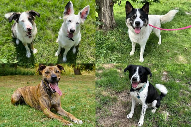 We take a look at 11 adorable dogs available for adoption and looking for their forever home at the RSPCA York, Harrogate and District branch