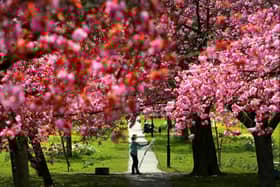 The future of the Stray risks being undermined - ironically - by an 'unnecessary' new bid to protect it. This picture shows Harrogate artist Anita Bowerman painting the Cherry Blossom.