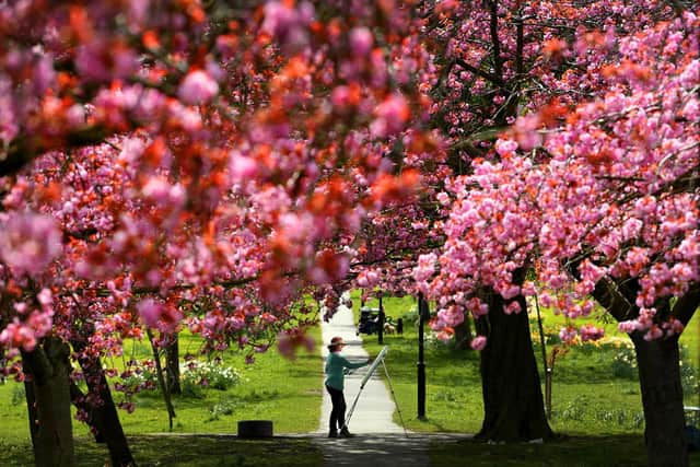 The future of the Stray risks being undermined - ironically - by an 'unnecessary' new bid to protect it. This picture shows Harrogate artist Anita Bowerman painting the Cherry Blossom.