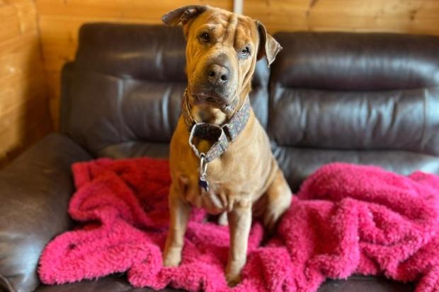 Snoopy is a six-year-old Sharpei Cross who is a sweet boy that came to the centre via a dog warden as an unclaimed stray. Snoopy is a lovely boy who has settled well at the centre after being a little scared initially. He has quickly come out of his shell and has proved to be a lovely natured boy. Snoopy walks well on the lead and is very well behaved when out and about. Snoopy loves his food and cuddles. He can also be a little independent and take himself off for some time out when he feels like some quiet time. Snoopy is a great little dog who will make a fantastic addition to the family.