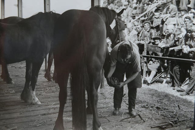 The horseshoeing on display at the Great Yorkshire Show in 1954