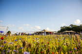 Plans to extend the opening of The Flower Belt, a pick-your-own flower farm between Harrogate and Ripon, have received support from members of the public despite the venue breaching planning rules during its first season