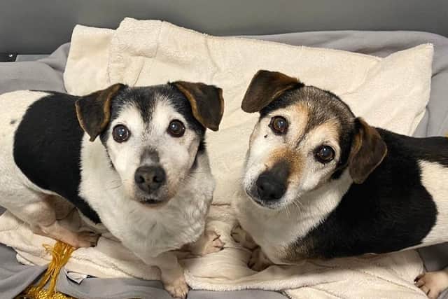 Pet charity Blue Cross’s shop in Ripon is seeking donations of dog, cat and kitten food to be distributed to struggling families through Harrogate District Foodbank.