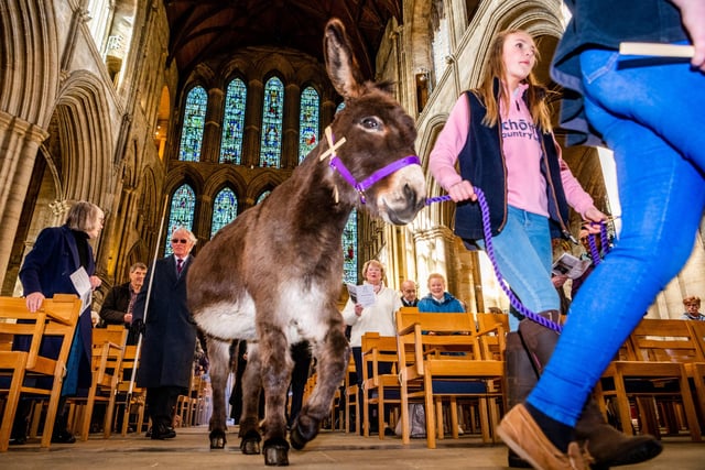 Liza Potter, 13, leads Lily the donkey into Ripon Cathedral