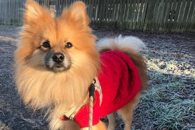 IN PICTURES Here are 35 photos of your wonderful pets to celebrate