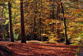 Hookstone Woods, Harrogate