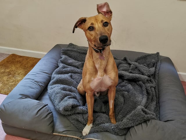 Ringo is a three-year-old Lurcher who is a really sweet boy and has found himself looking for a loving new home. When he first arrived at the centre he was in a terrible state, he was thin, infested with fleas and it was one of the worst cases the centre has seen for a very long time. Ringo has a great character and is keen to say hello to people he meets and he just loves all of the attention.