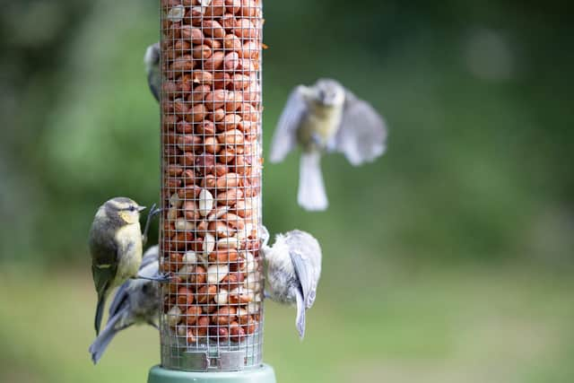 The RSPB Big Schools Bird Watch encourages schools and school children to monitor which birds visit their school grounds. Photo: Adobe