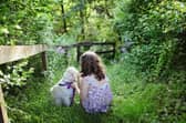 Does your child know how to be safe around dogs? Animal News Agency