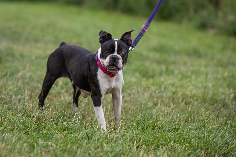 Carla is an eight year old, Boston Terrier. A friendly dog who is blind and not quite ready to go to her new home just yet. However, she does not let her blindness slow her down and still enjoys walks.