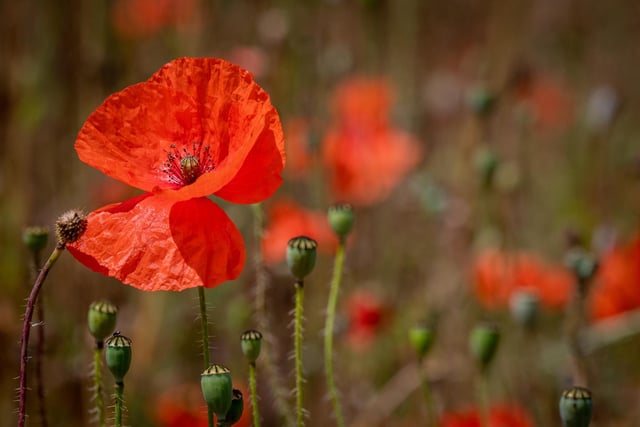 The season of the poppy hits North Yorkshire colouring the famously picturesque landscapes with little red jewels.