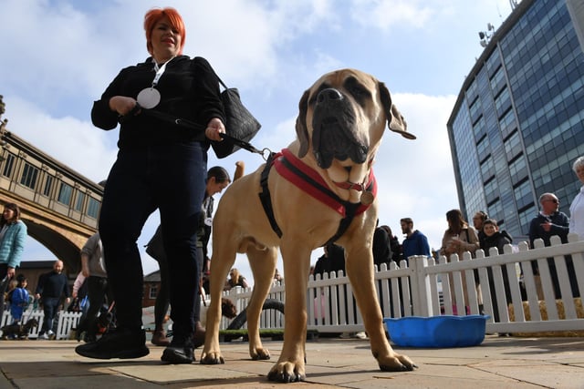 Dogs taking part in the Most Handsome Dog category.