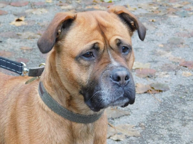 Tickles is a four-year-old Boxer crossed with a Mastiff who is a very sweet natured girl and came to the centre via the local dog wardens. Tickles can be quite shy when meeting people for the first time but once she has spent a little time with them, she will then relax and enjoy having a fuss. She is a well mannered girl who would love to be able to join her new family on the sofa and snooze the evenings away with her favourite people.