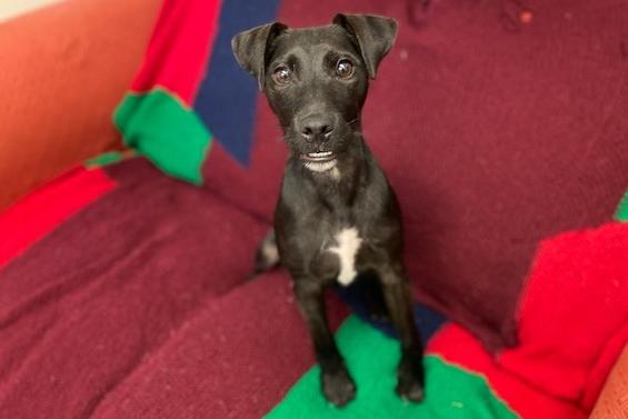Rigby is a five-month-old Patterdale Terrier cross who is a sweet natured boy with a permanent smile on his face. Rigby will make the most fantastic addition to the family. He is friendly, loving, affectionate and cheeky who is looking forward to going on lots of exciting walks and adventures with his new family.