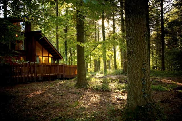 All cabins lie within the beautiful forest. Image: Forest Holidays