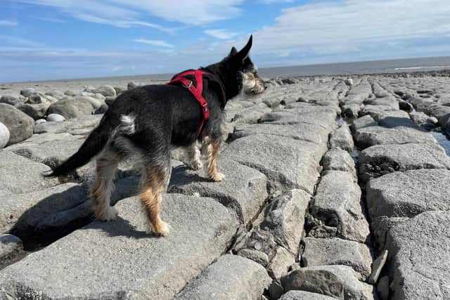 A probiotic could benefit you and your dog on holiday say experts - Animal News Agency